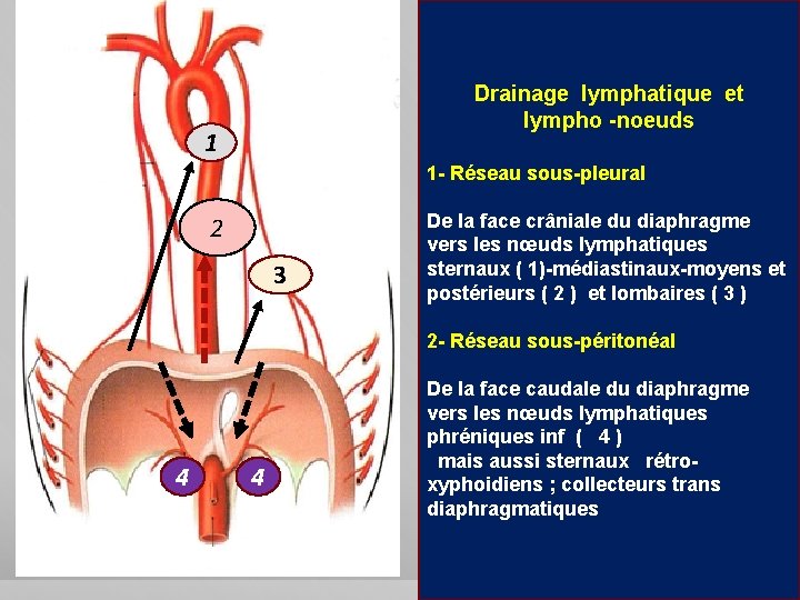 Drainage lymphatique et lympho -noeuds 1 1 - Réseau sous-pleural 2 3 De la