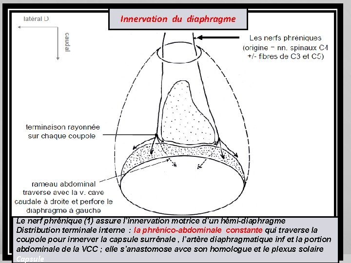 Innervation du diaphragme Le nerf phrénique (1) assure l’innervation motrice d’un hémi-diaphragme Distribution terminale