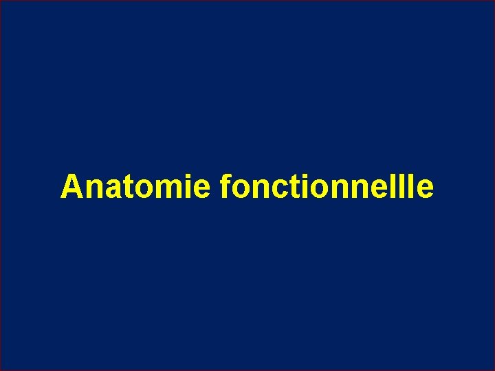 Anatomie fonctionnellle 