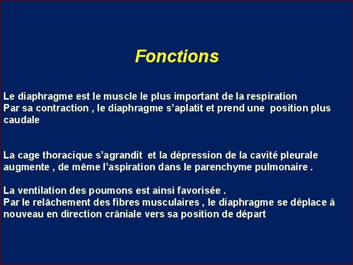 Fonctions Le diaphragme est le muscle le plus important de la respiration Par sa