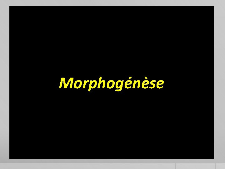 Morphogénèse 