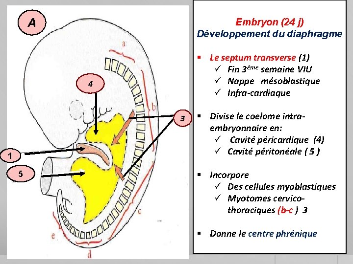 A Embryon (24 j) Développement du diaphragme § Le septum transverse (1) ü Fin