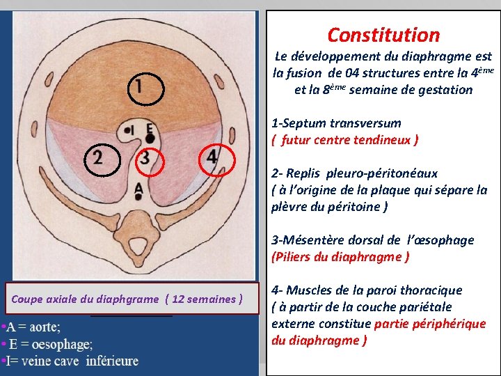 Constitution Le développement du diaphragme est la fusion de 04 structures entre la 4ème