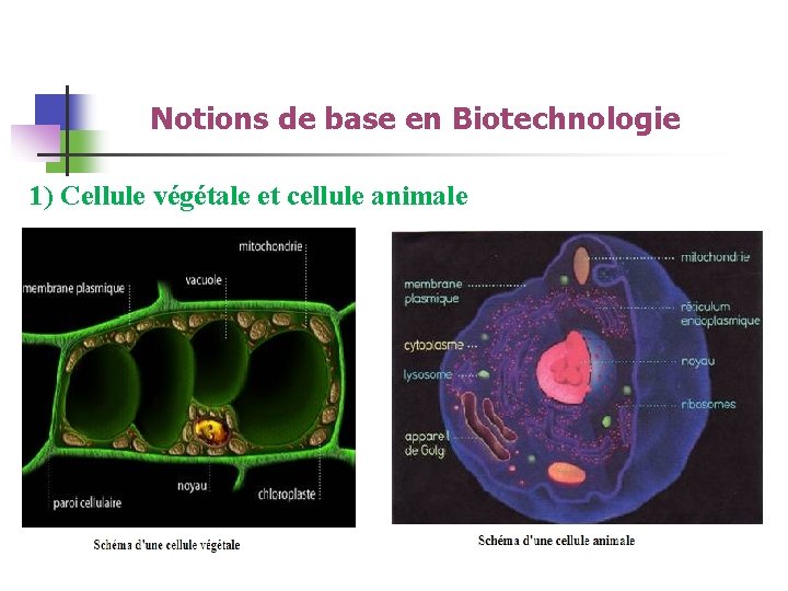 Notions de base en Biotechnologie 1) Cellule végétale et cellule animale 