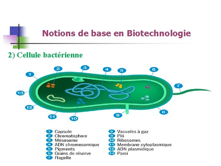 Notions de base en Biotechnologie 2) Cellule bactérienne 