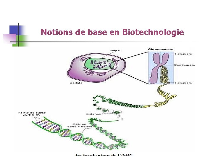 Notions de base en Biotechnologie 