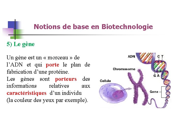 Notions de base en Biotechnologie 5) Le gène Un gène est un « morceau