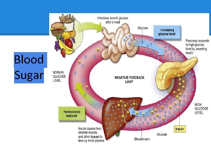 Blood Sugar 