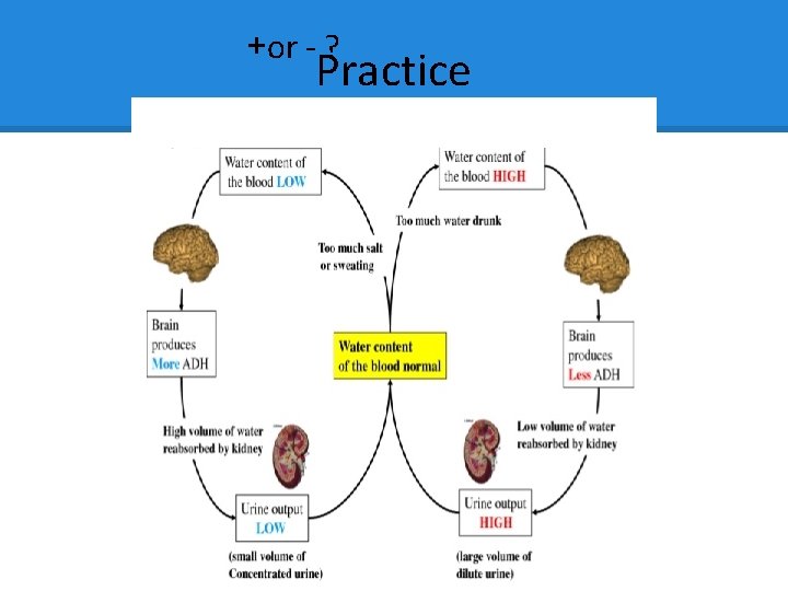 +or - ? Practice +or - ? Practice