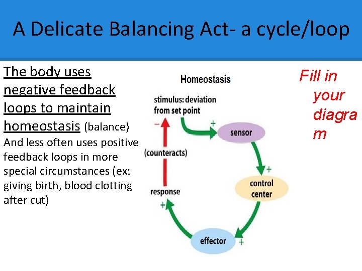 A Delicate Balancing Act- a cycle/loop The body uses negative feedback loops to maintain A Delicate Balancing Act- a cycle/loop The body uses negative feedback loops to maintain