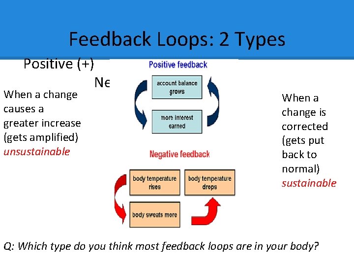 Feedback Loops: 2 Types Positive (+) Negative (-) When a change causes a greater
