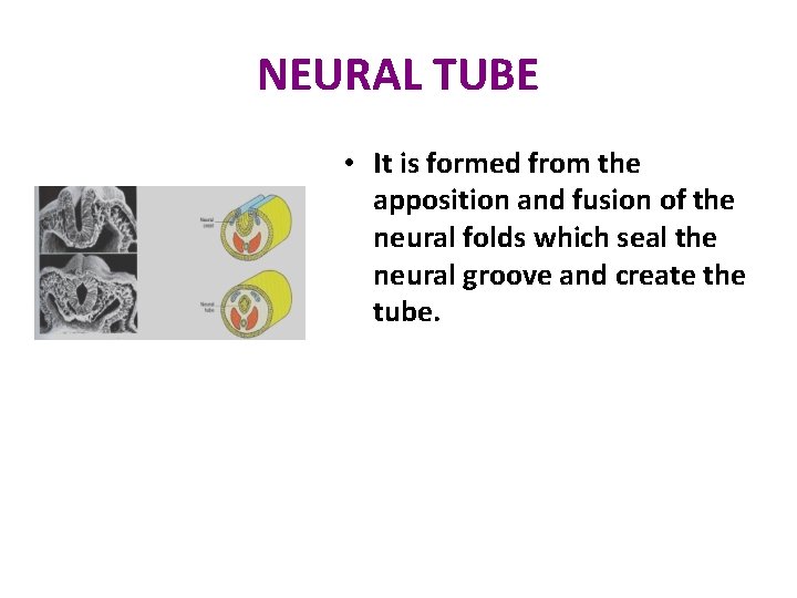 NEURAL TUBE • It is formed from the apposition and fusion of the neural
