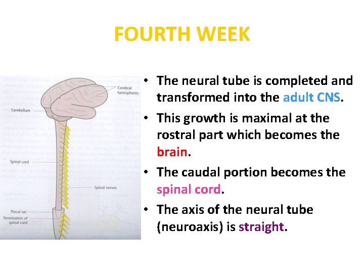FOURTH WEEK • The neural tube is completed and transformed into the adult CNS.