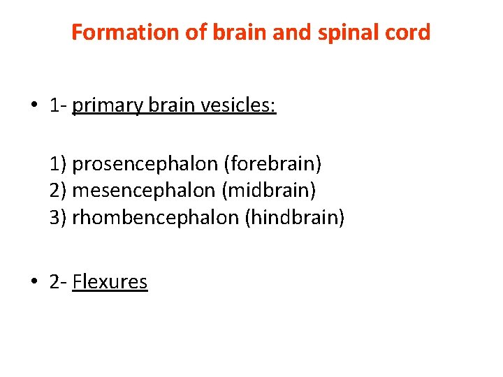 Formation of brain and spinal cord • 1 - primary brain vesicles: 1) prosencephalon