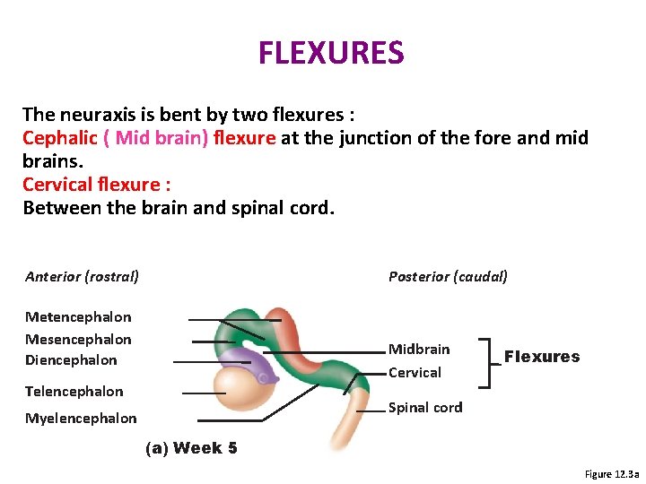 FLEXURES The neuraxis is bent by two flexures : Cephalic ( Mid brain) flexure