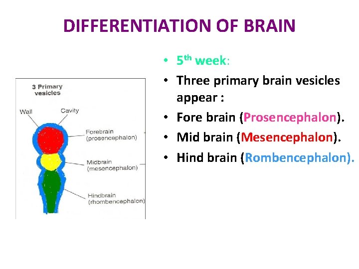 DIFFERENTIATION OF BRAIN • 5 th week: • Three primary brain vesicles appear :