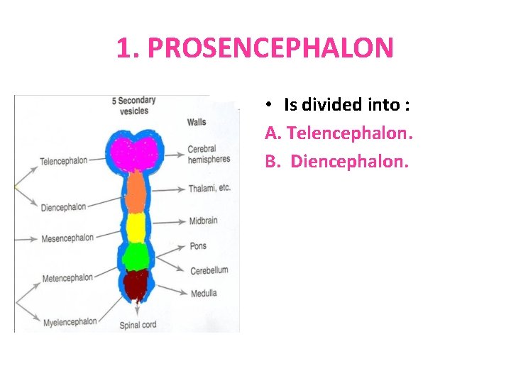 1. PROSENCEPHALON • Is divided into : A. Telencephalon. B. Diencephalon. 
