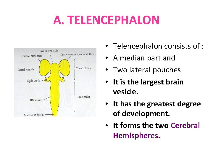 A. TELENCEPHALON Telencephalon consists of : A median part and Two lateral pouches It