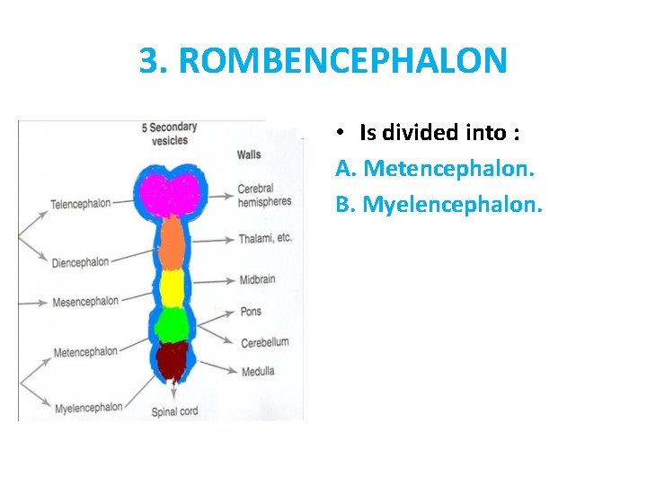 3. ROMBENCEPHALON • Is divided into : A. Metencephalon. B. Myelencephalon. 