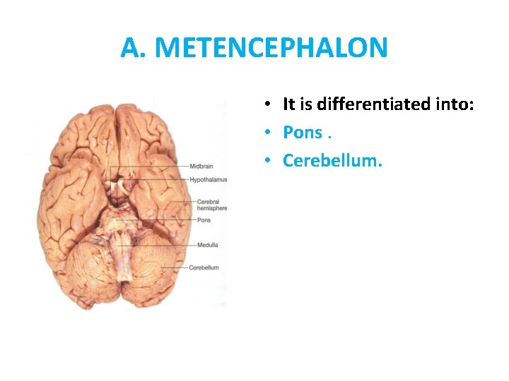 A. METENCEPHALON • It is differentiated into: • Pons. • Cerebellum. 