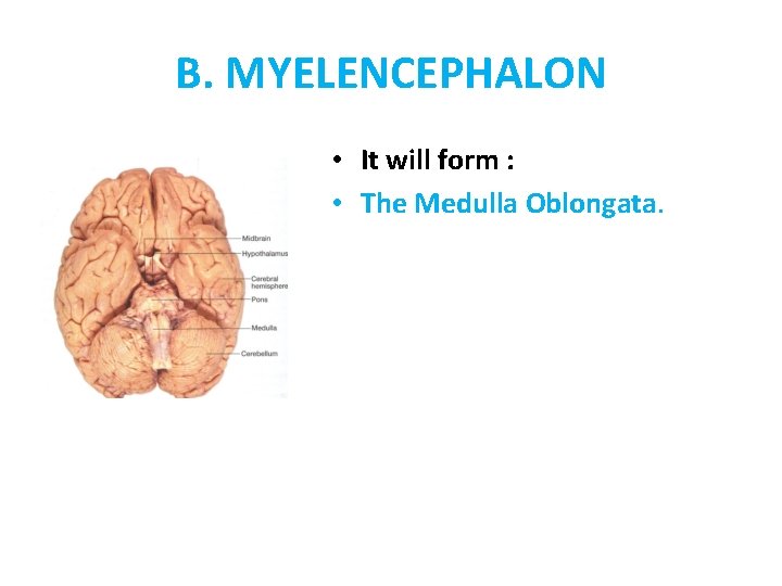 B. MYELENCEPHALON • It will form : • The Medulla Oblongata. 