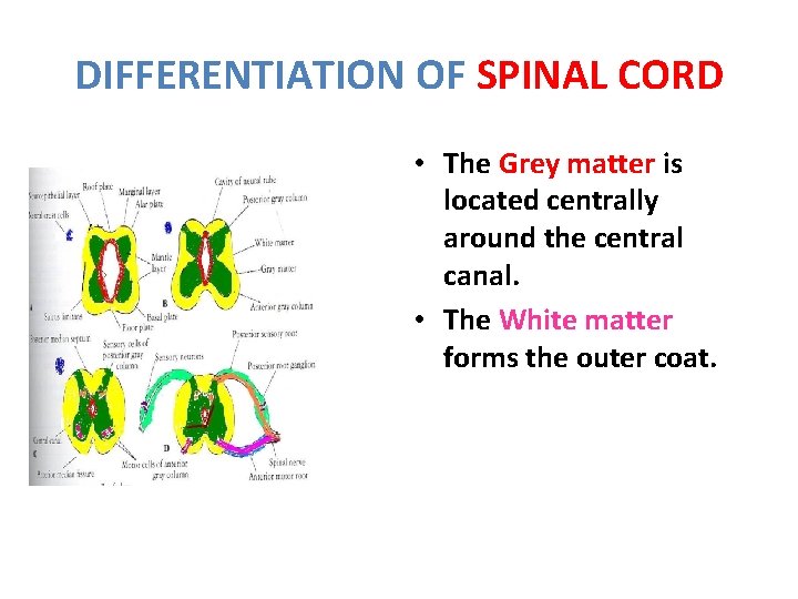 DIFFERENTIATION OF SPINAL CORD • The Grey matter is located centrally around the central