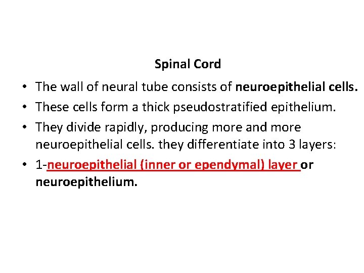Spinal Cord • The wall of neural tube consists of neuroepithelial cells. • These