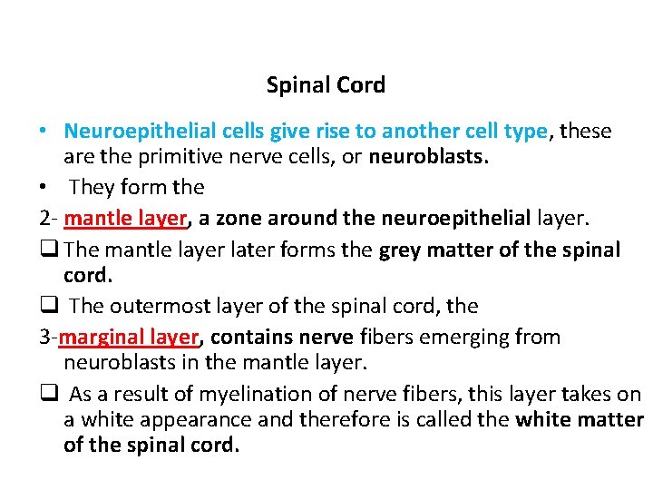Spinal Cord • Neuroepithelial cells give rise to another cell type, these are the