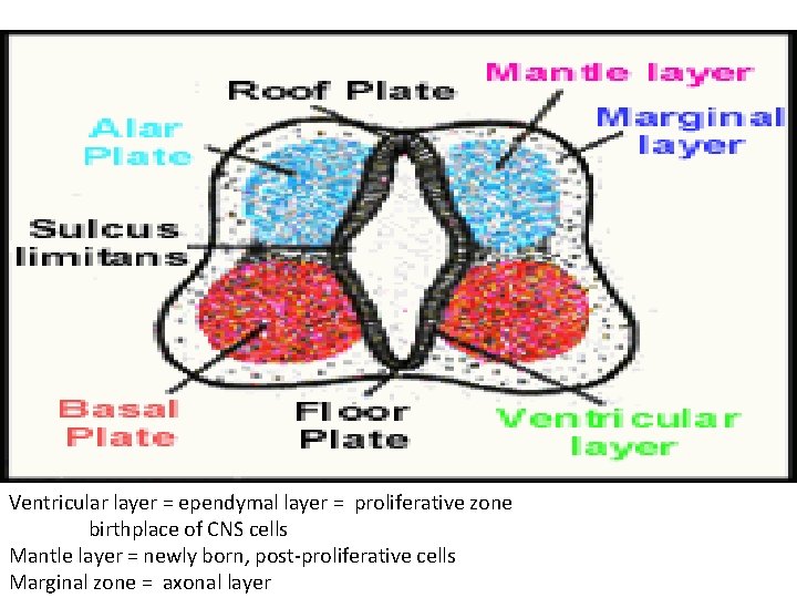 Ventricular layer = ependymal layer = proliferative zone birthplace of CNS cells Mantle layer