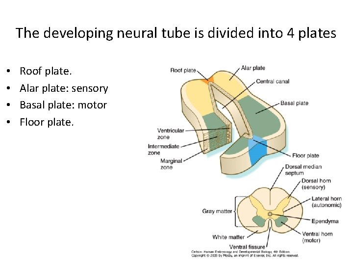 The developing neural tube is divided into 4 plates • • Roof plate. Alar