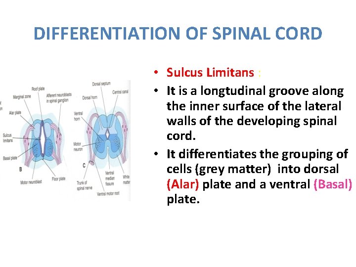 DIFFERENTIATION OF SPINAL CORD • Sulcus Limitans : • It is a longtudinal groove
