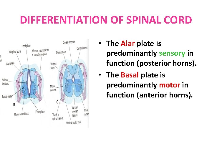 DIFFERENTIATION OF SPINAL CORD • The Alar plate is predominantly sensory in function (posterior