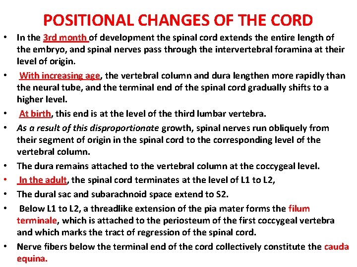 POSITIONAL CHANGES OF THE CORD • In the 3 rd month of development the