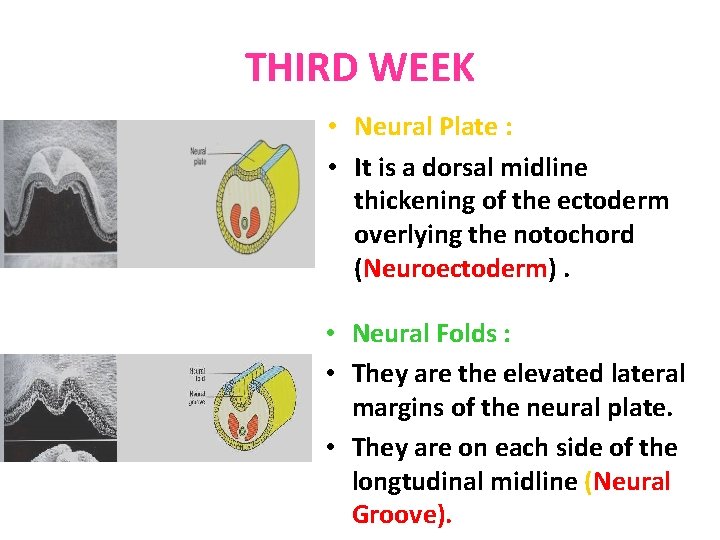 THIRD WEEK • Neural Plate : • It is a dorsal midline thickening of