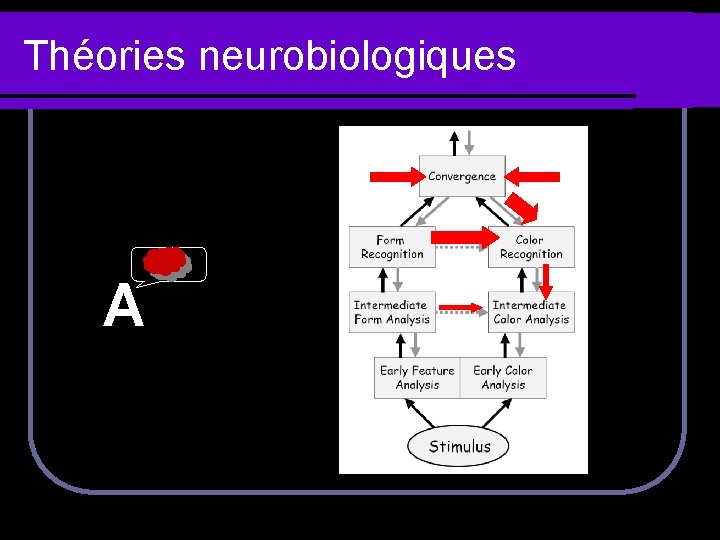 Théories neurobiologiques A 