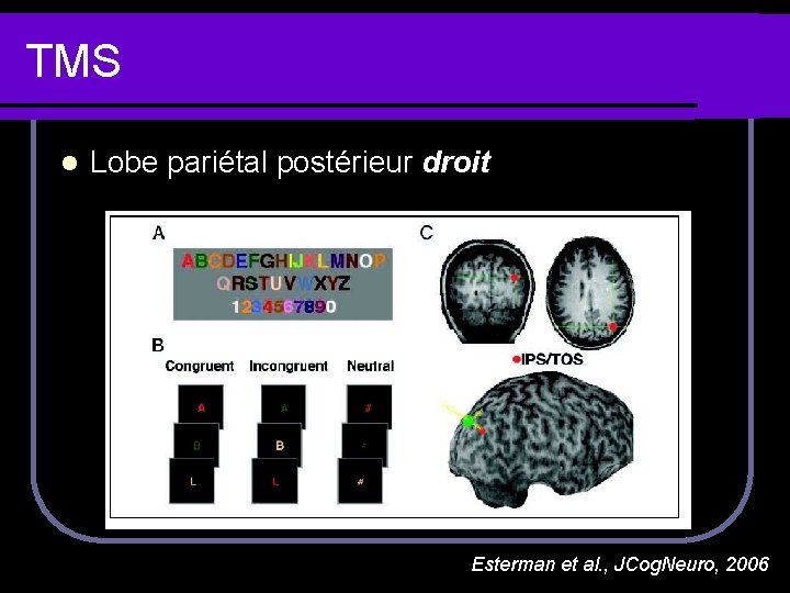 TMS l Lobe pariétal postérieur droit Esterman et al. , JCog. Neuro, 2006 