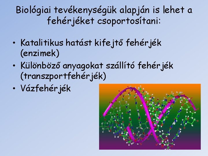 Biológiai tevékenységük alapján is lehet a fehérjéket csoportosítani: • Katalitikus hatást kifejtő fehérjék (enzimek)