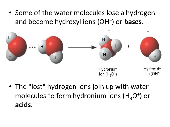  • Some of the water molecules lose a hydrogen and become hydroxyl ions