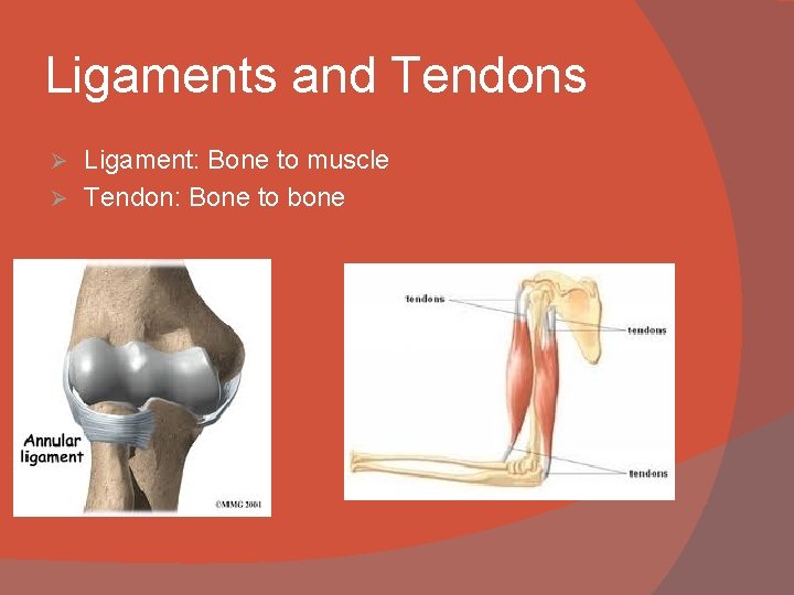 Ligaments and Tendons Ligament: Bone to muscle Ø Tendon: Bone to bone Ø 