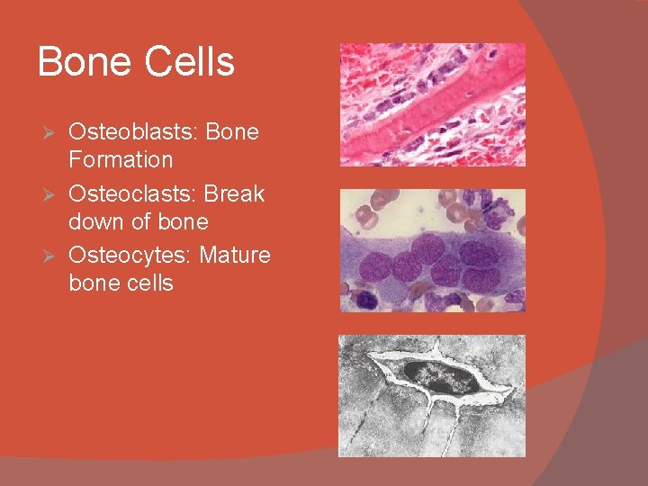 Bone Cells Osteoblasts: Bone Formation Ø Osteoclasts: Break down of bone Ø Osteocytes: Mature