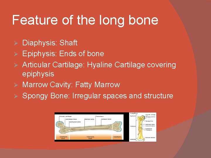Feature of the long bone Ø Ø Ø Diaphysis: Shaft Epiphysis: Ends of bone