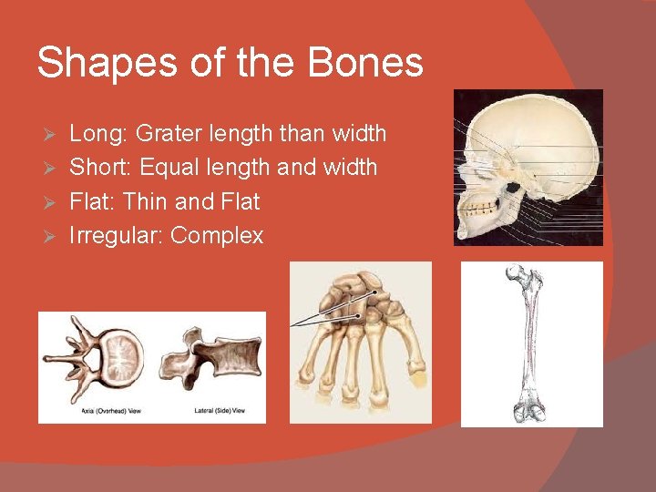 Shapes of the Bones Long: Grater length than width Ø Short: Equal length and