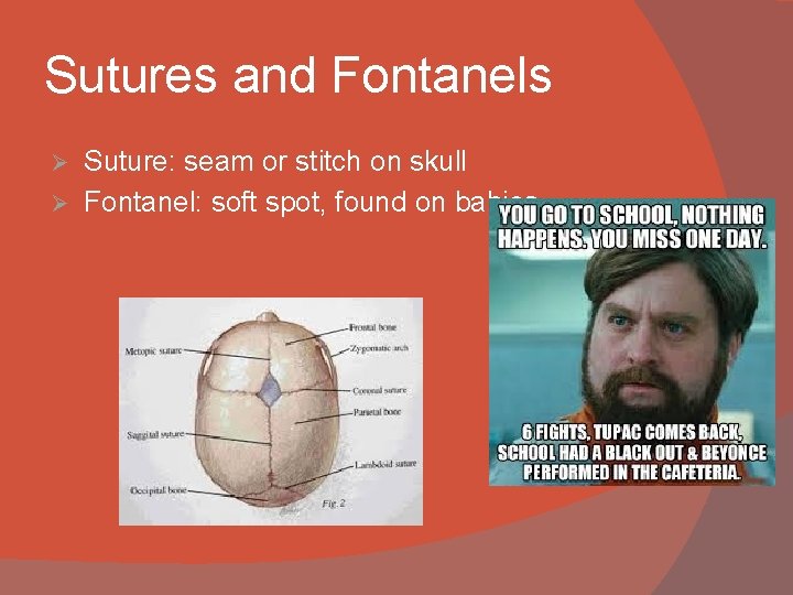 Sutures and Fontanels Suture: seam or stitch on skull Ø Fontanel: soft spot, found