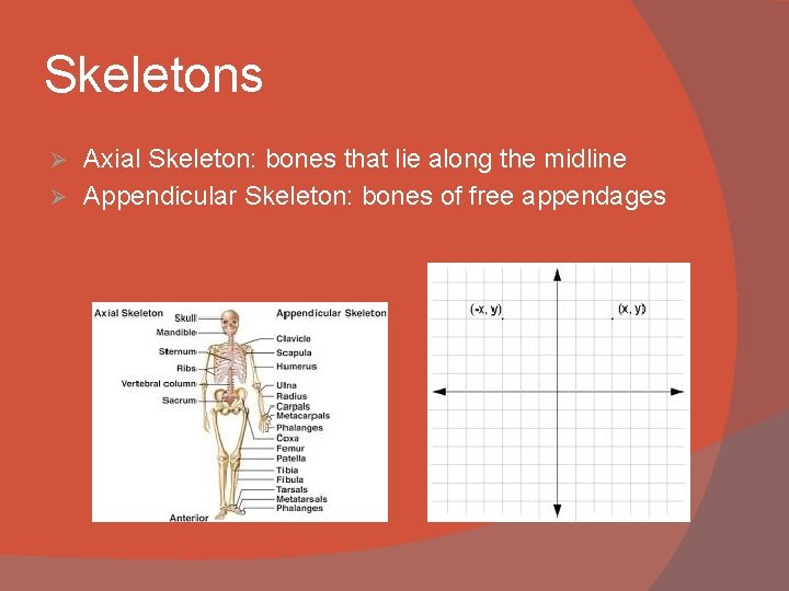 Skeletons Axial Skeleton: bones that lie along the midline Ø Appendicular Skeleton: bones of
