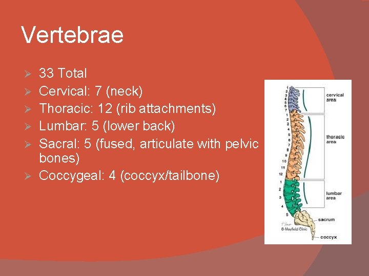 Vertebrae Ø Ø Ø 33 Total Cervical: 7 (neck) Thoracic: 12 (rib attachments) Lumbar: