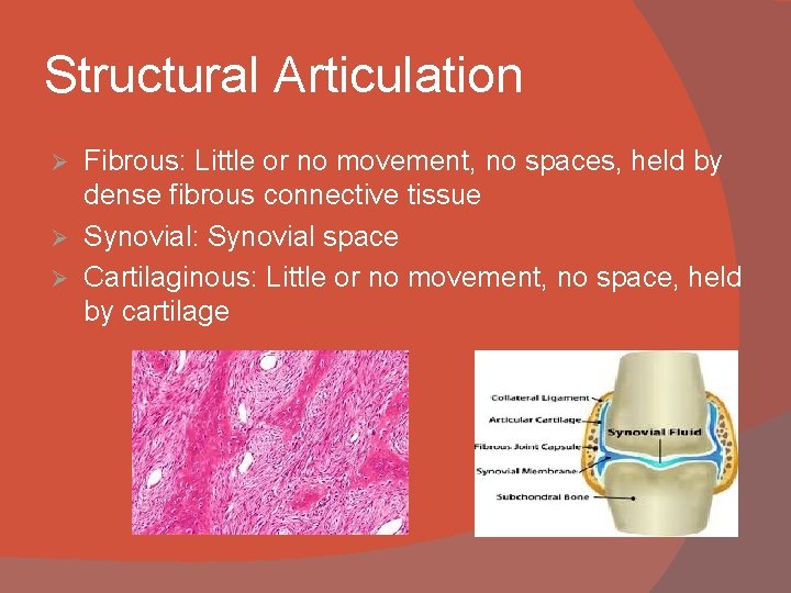 Structural Articulation Fibrous: Little or no movement, no spaces, held by dense fibrous connective
