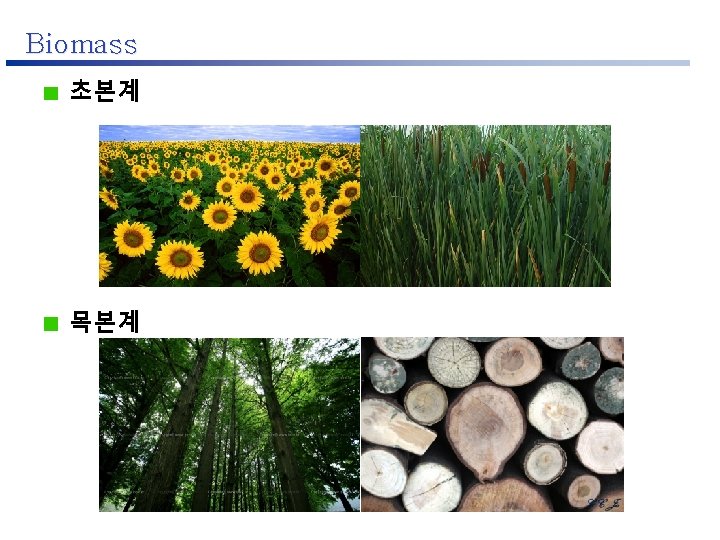 Biomass 초본계 목본계 1 2 3 4 5 6 7 8 9 10 11