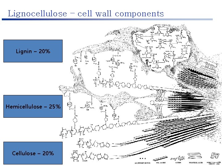 Lignocellulose – cell wall components Lignin – 20% Hemicellulose – 25% Cellulose – 20%