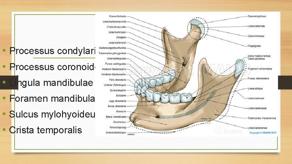  • Processus condylaris • Processus coronoideus • Lingula mandibulae • Foramen mandibulae •