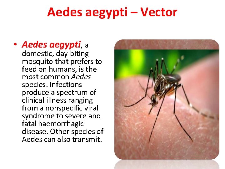 Aedes aegypti – Vector • Aedes aegypti, a domestic, day-biting mosquito that prefers to